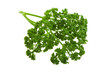 Parsley branch