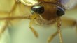 Cockroach in the kitchen macro