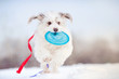 funny curly dog running towards the camera