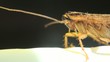 Cockroach in the kitchen macro