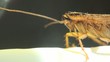 Cockroach in the kitchen macro