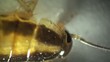 Cockroach in the kitchen macro