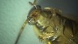 Cockroach in the kitchen macro