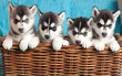 four puppies Husky