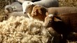 Video: lambs lambs