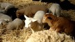 Video: sheep and lambs sheep and lambs