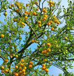 Orange garden