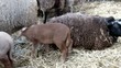 Video: lambs lambs