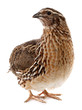 Brown quail
