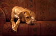 Hund liegt auf dem Sofa