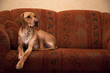 Hund liegt auf dem Sofa