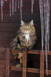 Foto: Die Katze unter den Eiszapfen Die Katze unter den Eiszapfen