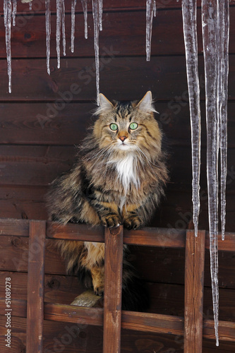 Photo: Die Katze unter den Eiszapfen Die Katze unter den Eiszapfen