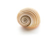 sea shell isolated