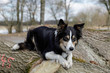 Bordercollie