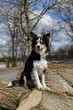 Bordercollie