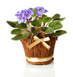 Bright saintpaulia in wooden flowerpot, isolated on white