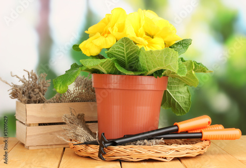 Photo: Beautiful yellow primula in flowerpot Beautiful yellow primula in flowerpot