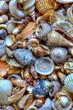 sea shells background