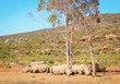African white rhinoceros