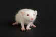 white baby rat