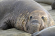 elephant seal, male adult beachmaster close up, big sur, califor