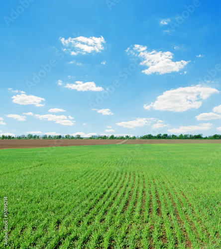 Photo: green spring field and blue cloudy sky green spring field and blue cloudy sky