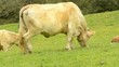 Video: bacas pastando en el campo bacas pastando en el campo