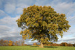Stieleiche im Herbst
