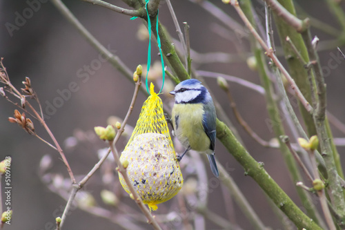 Photo: kleine dicke Blaumeise am Futter kleine dicke Blaumeise am Futter