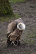 Gyps fulvus - Vautour fauve - Griffon Vulture