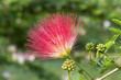 Red Powder Puff