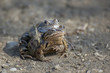 Grasfroschpaarung