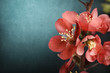 Photo: Pink Flower Pink Flower