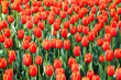 Foto: red tulips field in spring red tulips field in spring