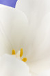 White tulip flower petals extreme macro.