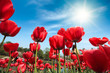 Foto: red tulips under blue sky red tulips under blue sky