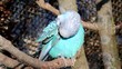 Blauer Wellensittich bei putzen (blue budgie)