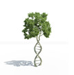 DNA shaped tree