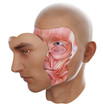 Face anatomy
