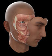 Face anatomy