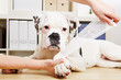 Boxer Hund bekommt Pfote verbunden beim Tierarzt