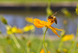 big bee on yellow flower