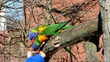 Allfarblori Rainbow Lory