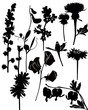 Wildflowers collection vector isolated