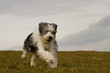 Bearded Collie