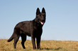 Deutscher Schäferhund, schwarz