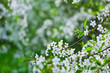blooms tree branch  with copyspace