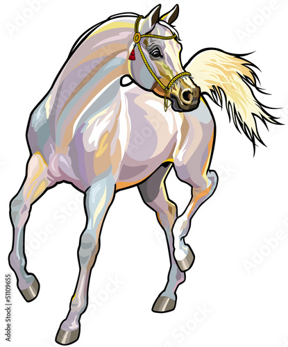 Vector: white arabian horse with bridle white arabian horse with bridle