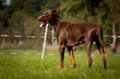 Dobermann braun, Hündin